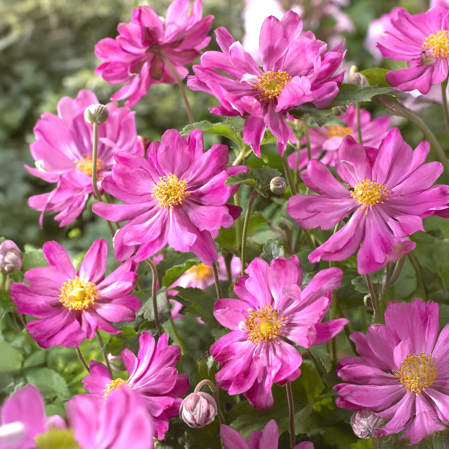 Anémone du Japon 'Prinz Heinrich - Anemone hupehensis 'prinz heinrich' - Bakker