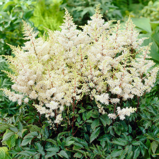 Astilbe d'Arends Ellie - Astilbe arendsii 'ellie' - Plantes d'extérieur