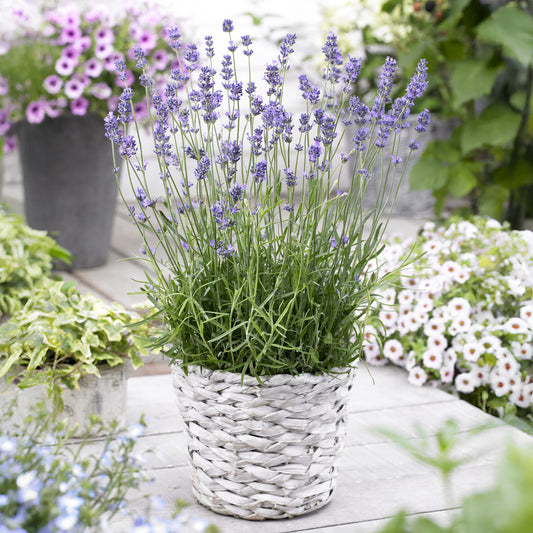 Lavande vraie Munstead - Bakker