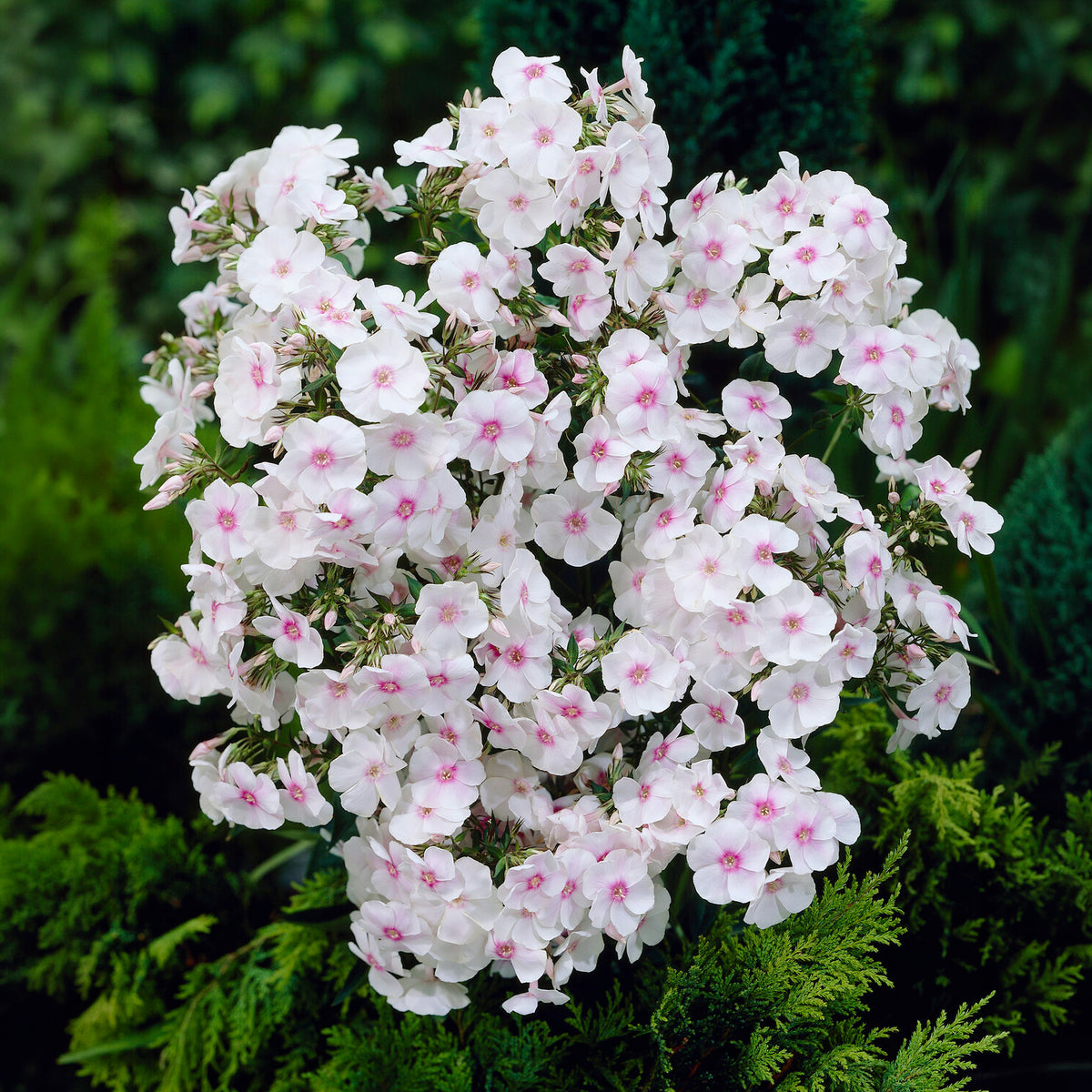 Phlox paniculata Miss Holland - Phlox paniculata Miss Holland - Bakker