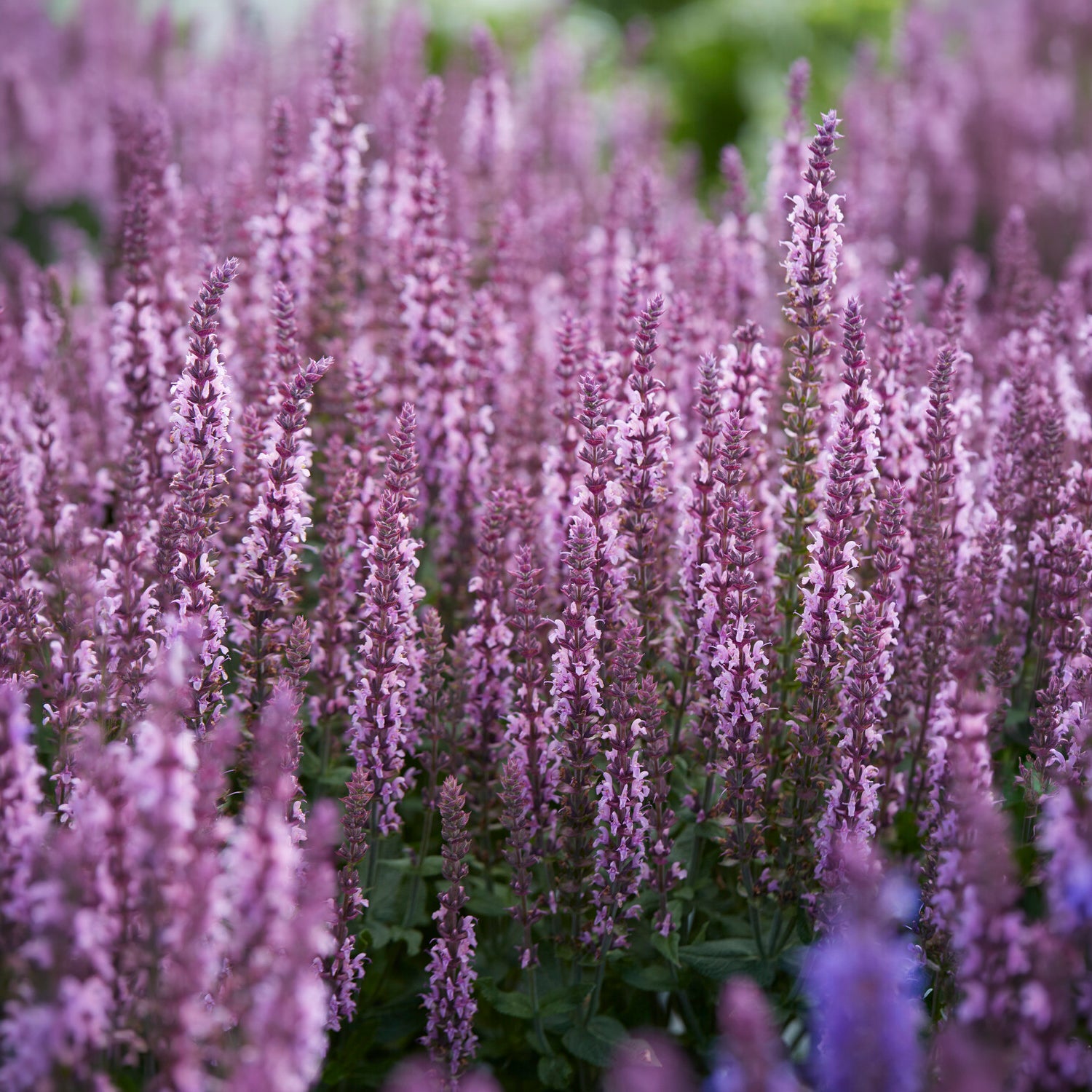 Sauge des bois rose clair - Salvia nemorosa sensation pink - Bakker