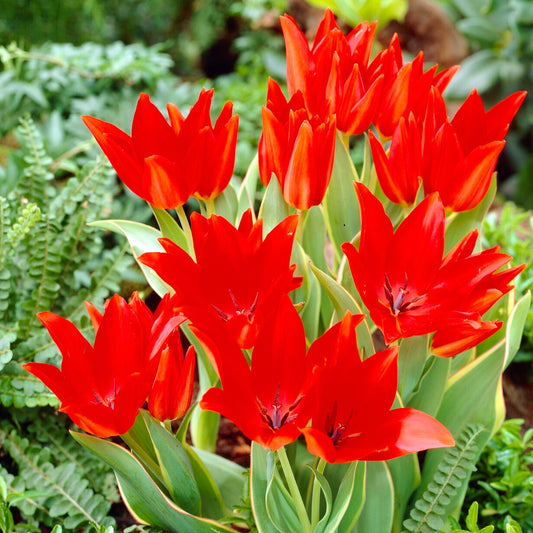 10 Tulipe Praestans Bloemenlust - Tulipa praestans 'bloemenlust' - Bulbes à fleurs