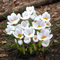 10 Crocus Ard Schenk - Bulbes de Crocus - Bakker