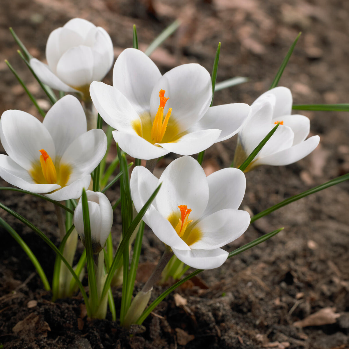 Vente 10 Crocus Ard Schenk - Bulbes de Crocus