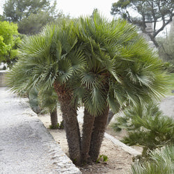 Palmier de jardin - Bakker