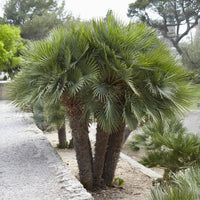Palmier nain Vulcano - Chamaerops humilis Vulcano  - Bakker