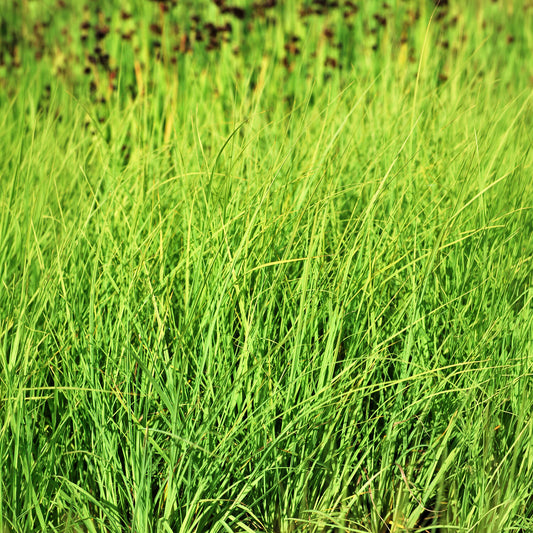 Laîche Faux Panic - Carex - Bakker