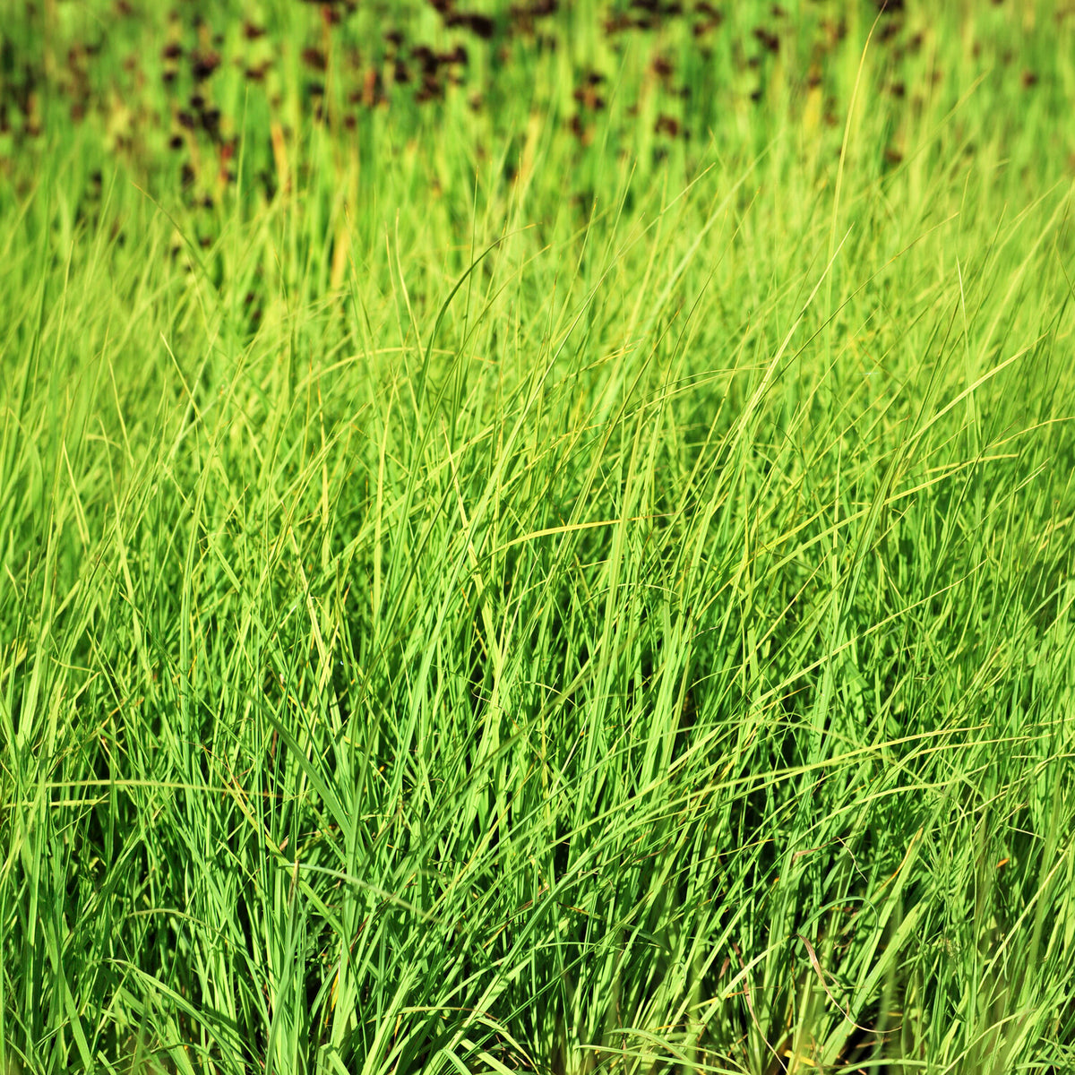 Laîche Faux Panic - Carex - Bakker