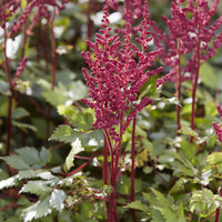 Astilbe vision in Red - Bakker