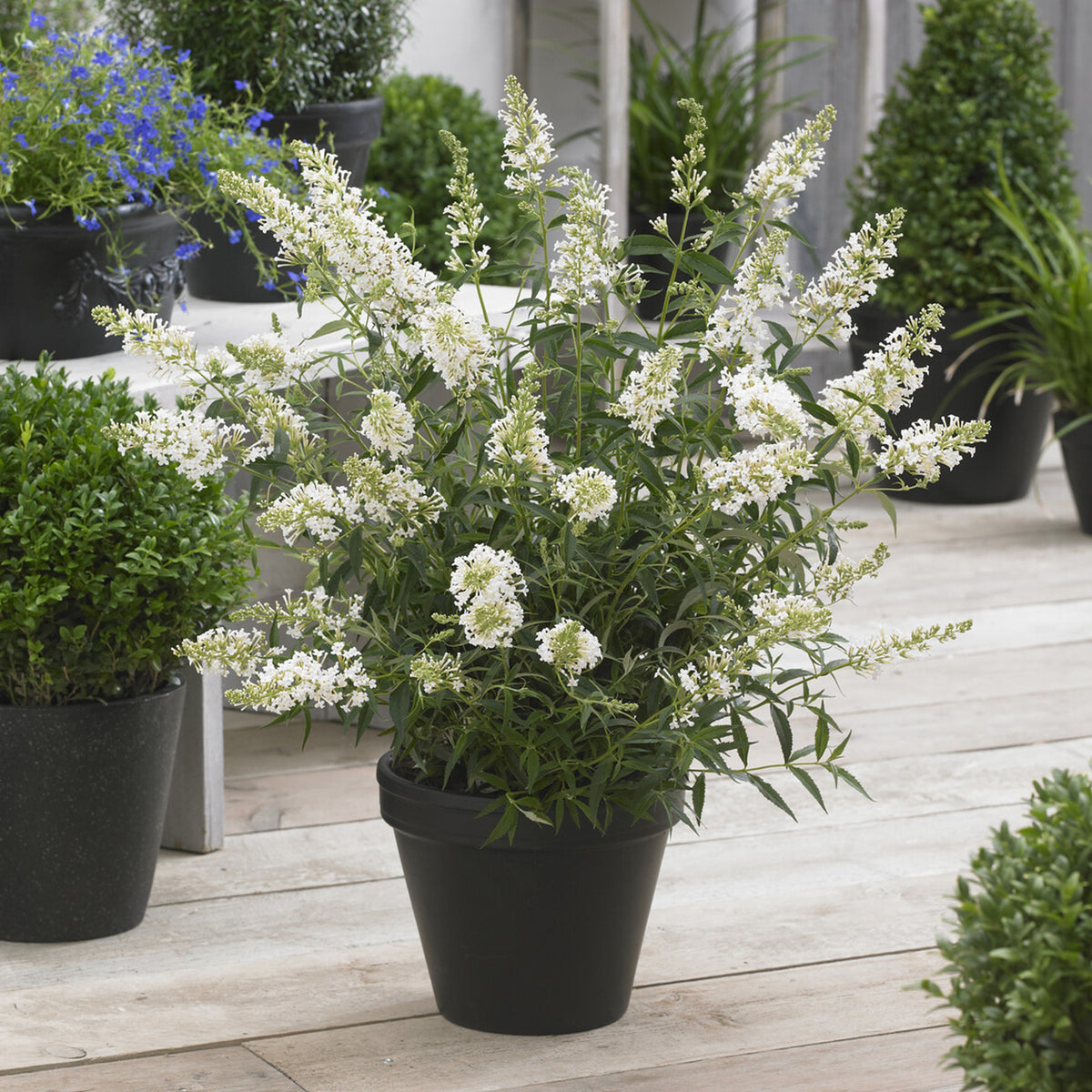 Arbre à papillons nain Free Petite© Snow White - Buddleja davidii Free Petite® Snow White - Bakker