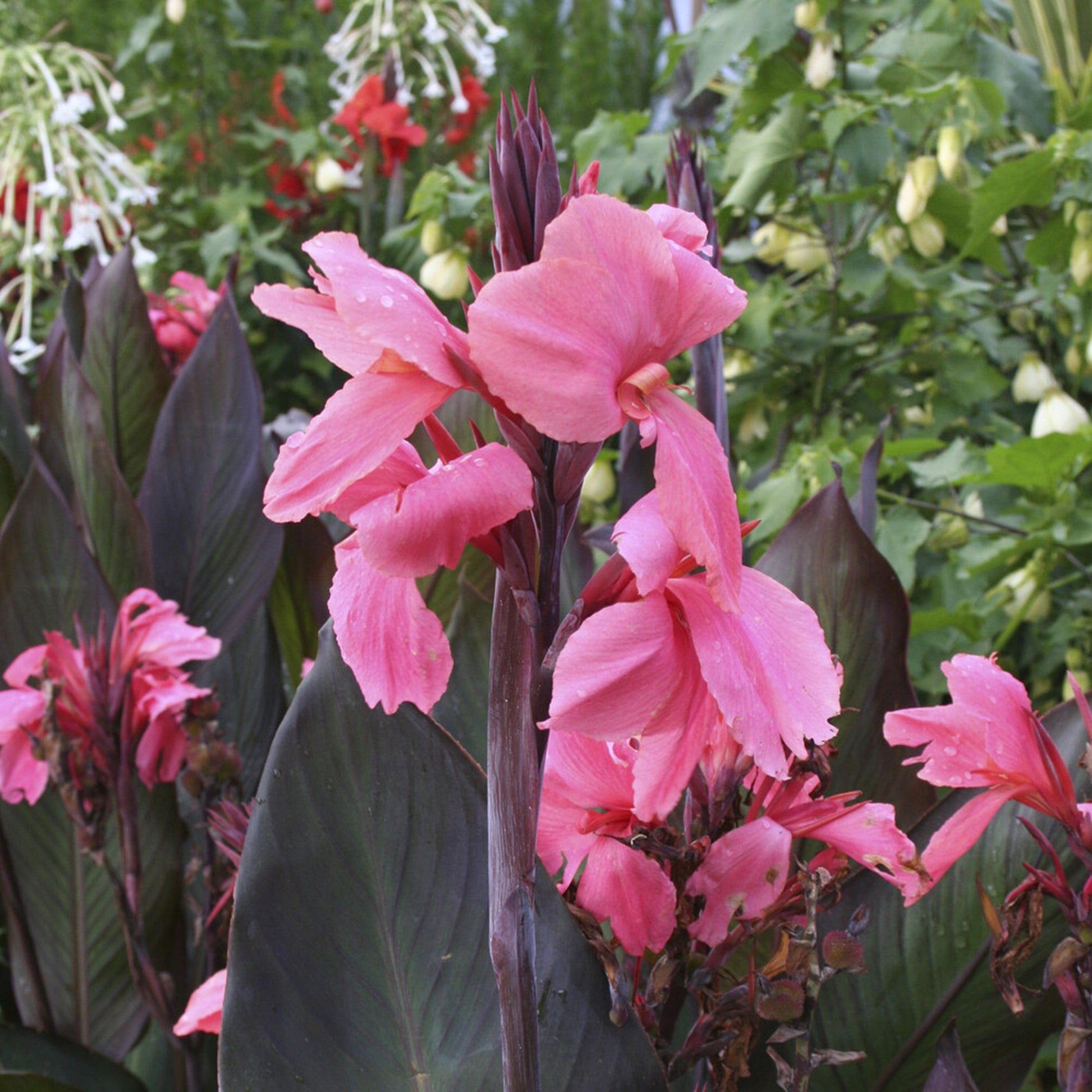 2 Canna indica Pink Futurity - Bakker