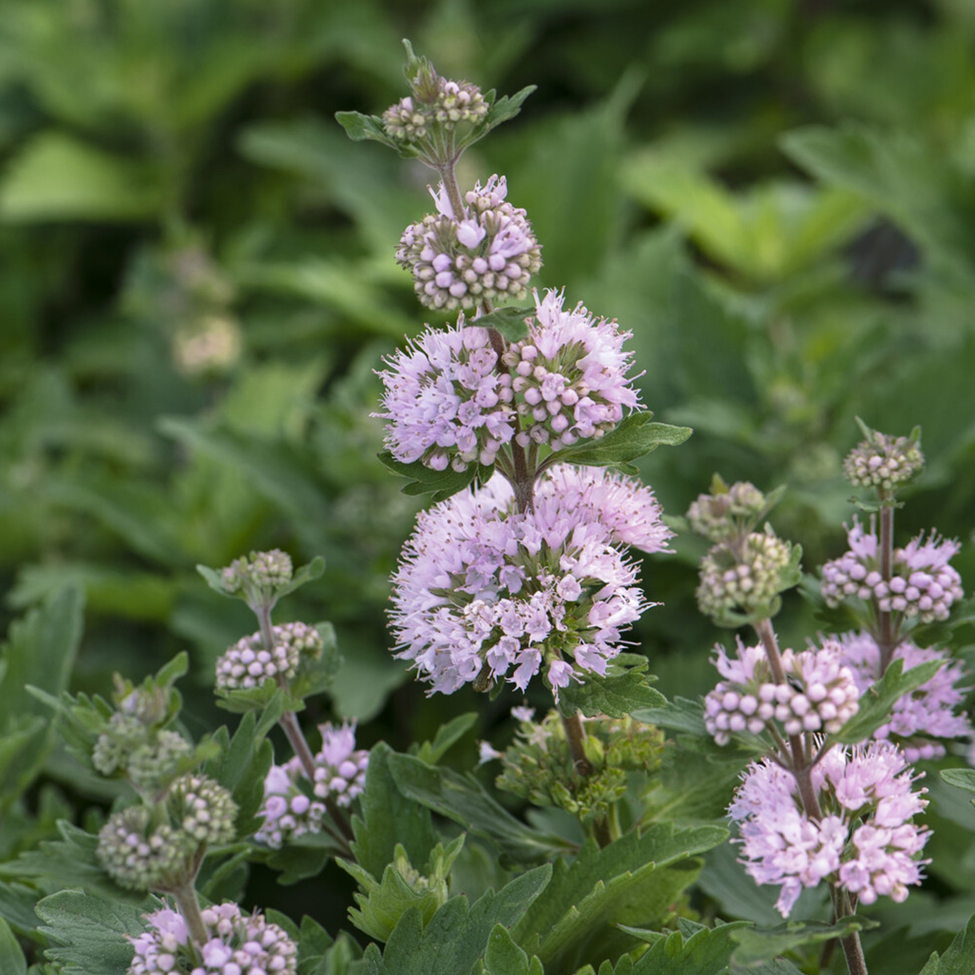 Caryopteris Stephi® Rose - Bakker