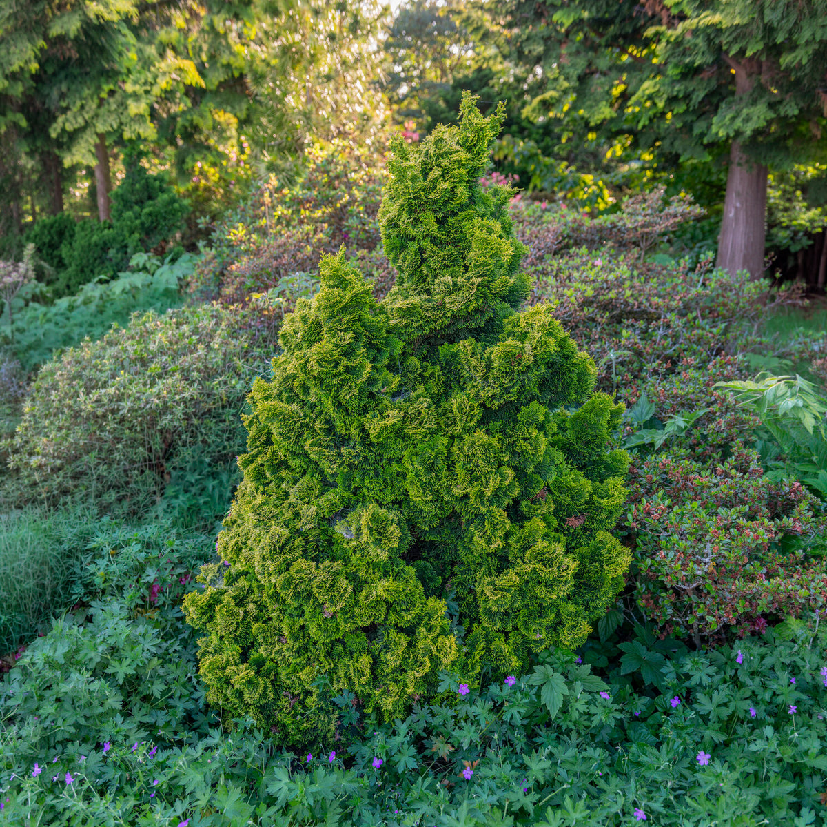 Faux cyprès Hinoki Aurora - Chamaecyparis obtusa Aurora - Bakker