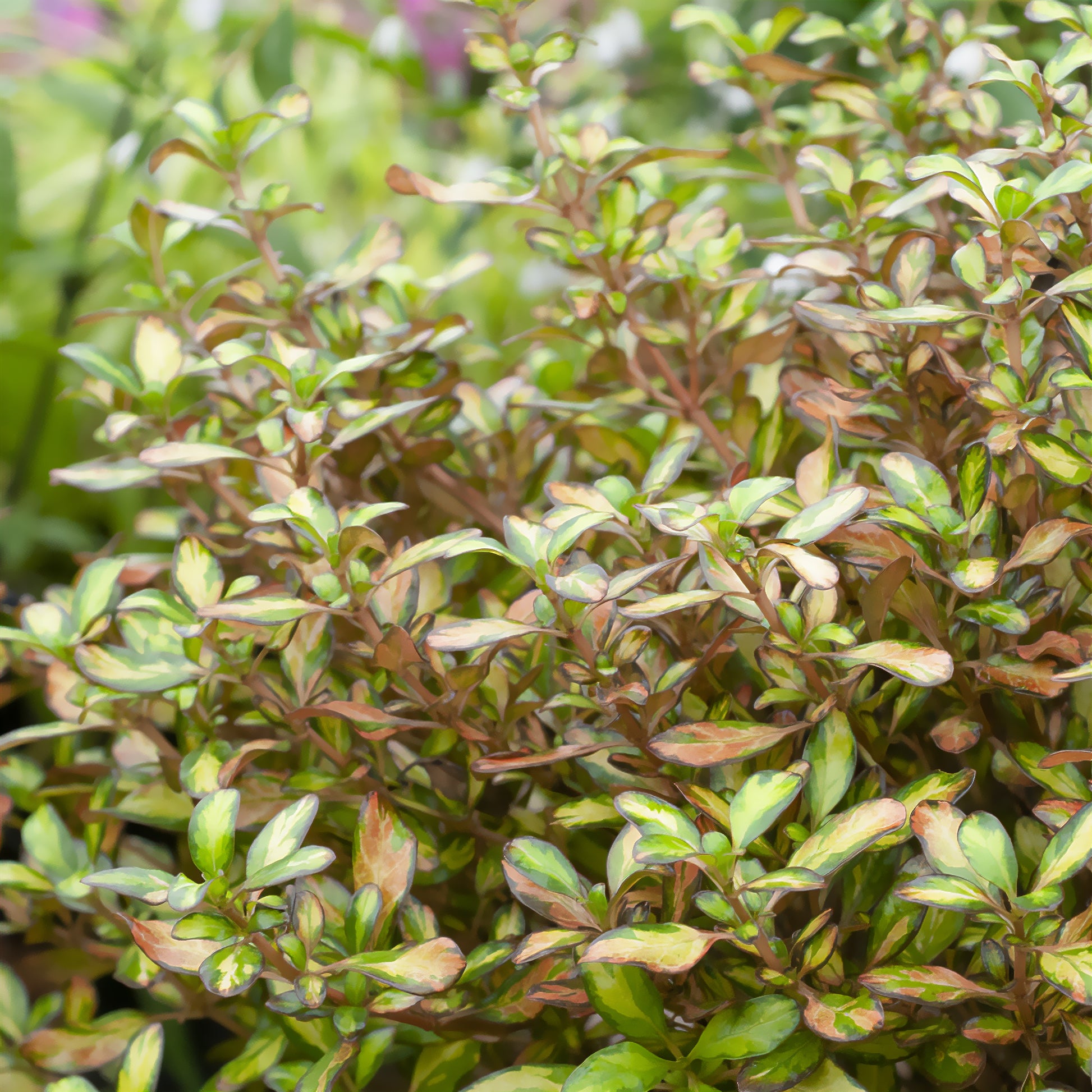 Coprosma Evening Glow - Coprosma Evening Glow - Bakker