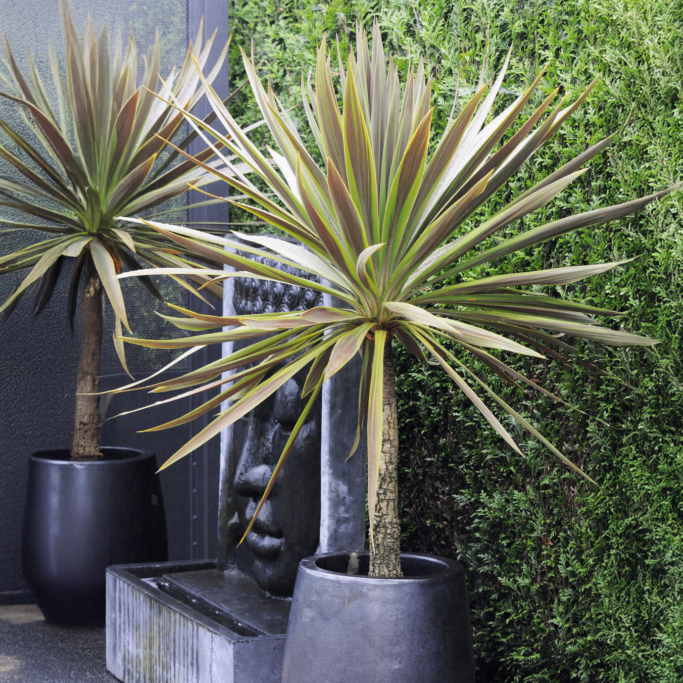 Cordyline australis Choc-Mint® - Bakker