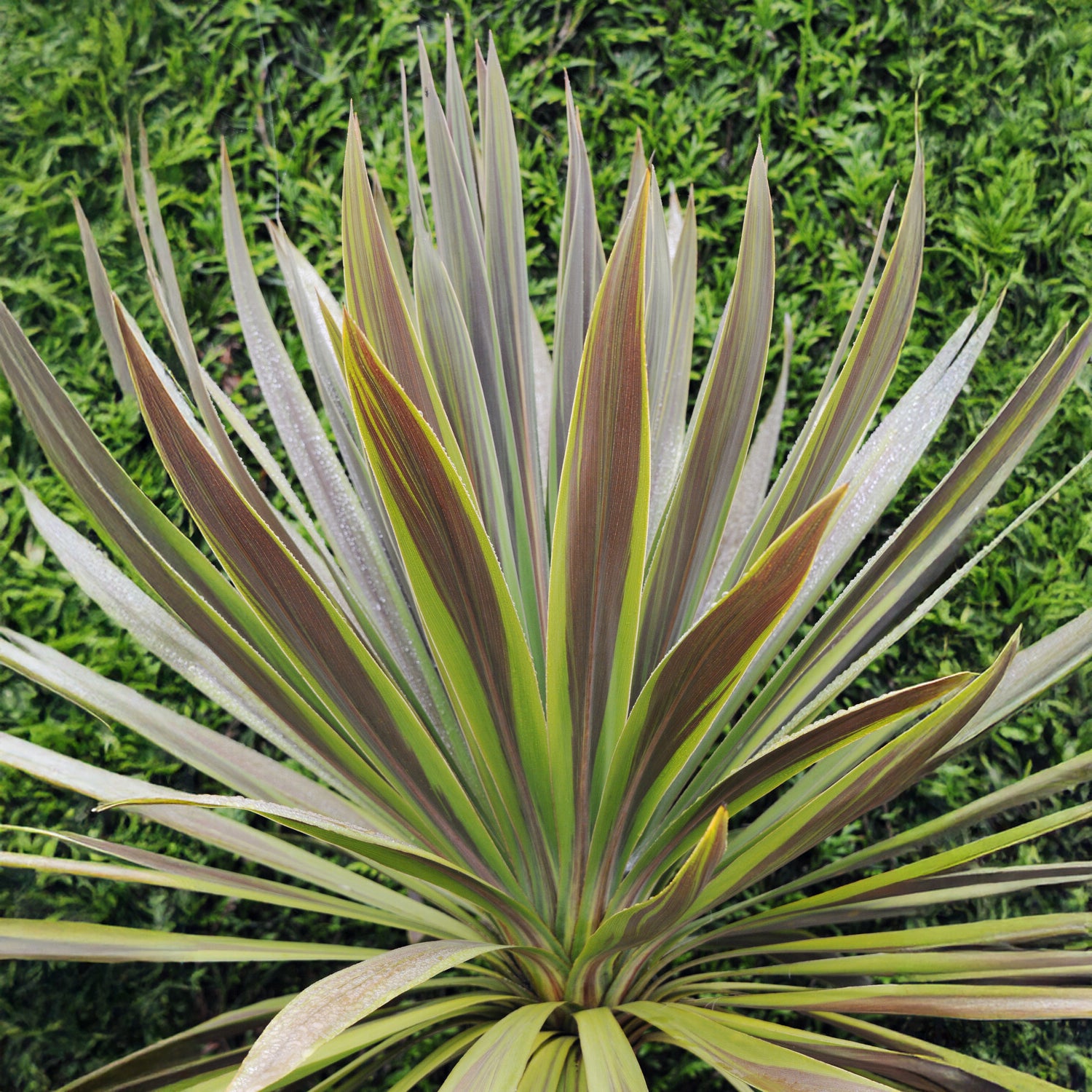 Cordyline australis Choc-Mint® - Cordyline australis Choc-Mint® - Plantes vivaces