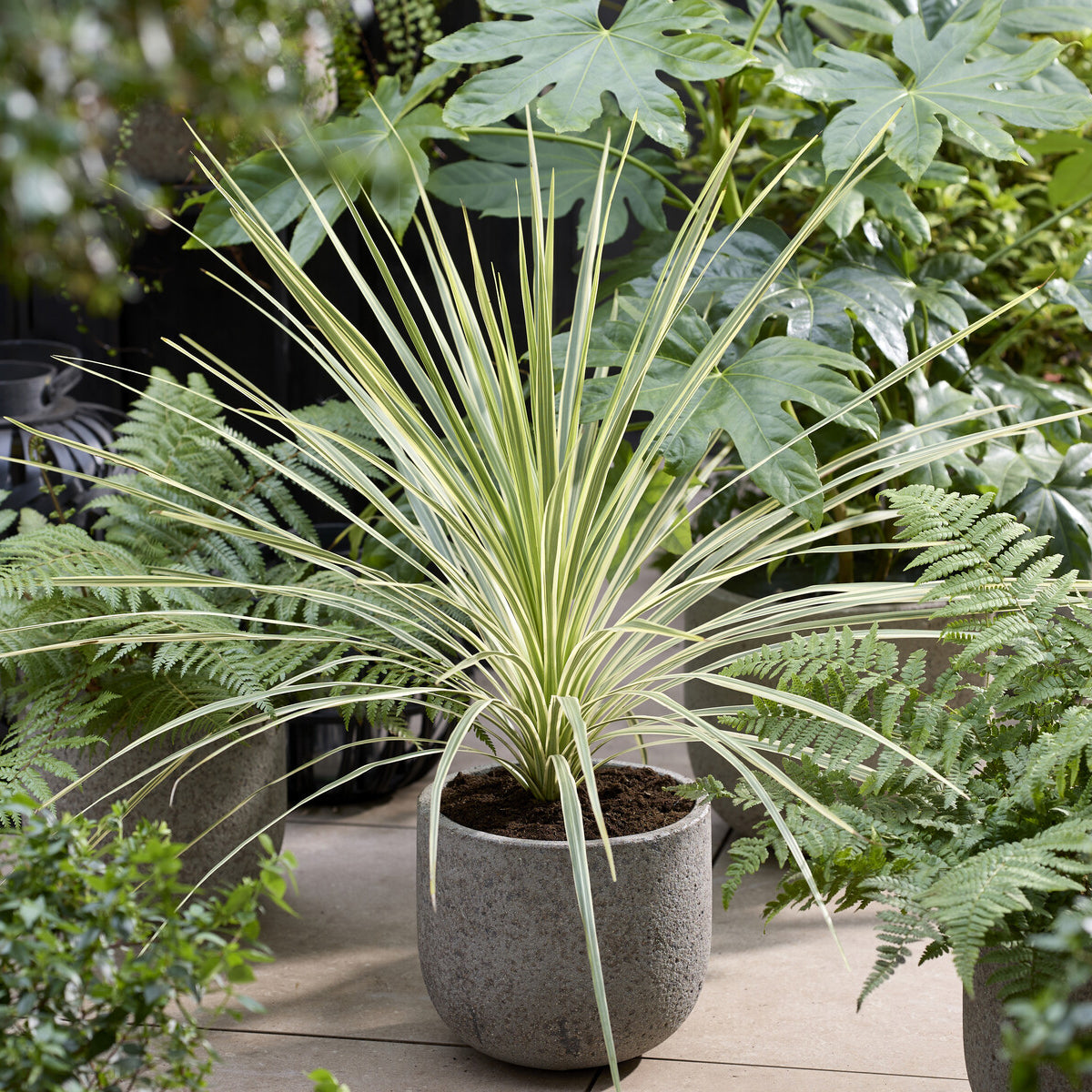 Cordyline australis Lime Passion® - Cordyline australis Lime Passion® - Bakker