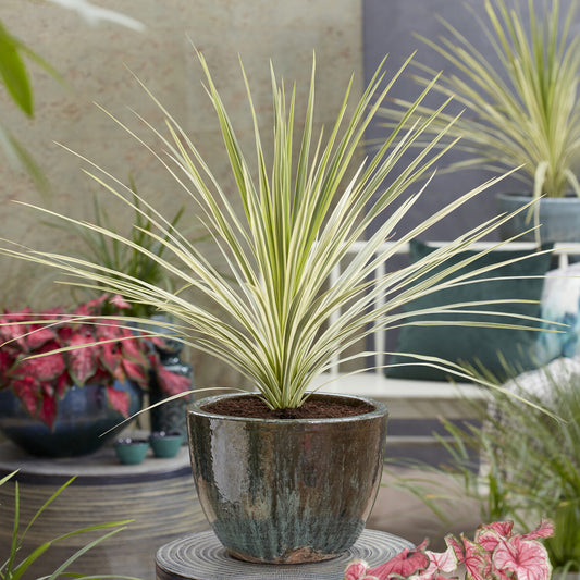 Cordyline australis Lime Passion® - Bakker