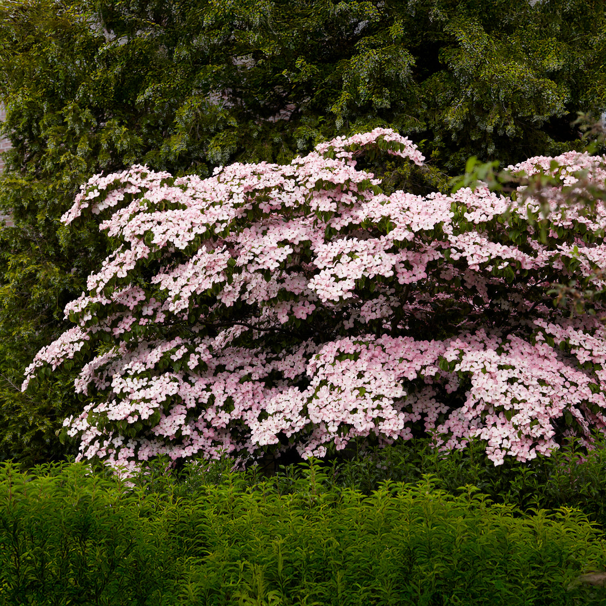 Vente Cornouiller du Japon Satomi - Cornus kousa Satomi