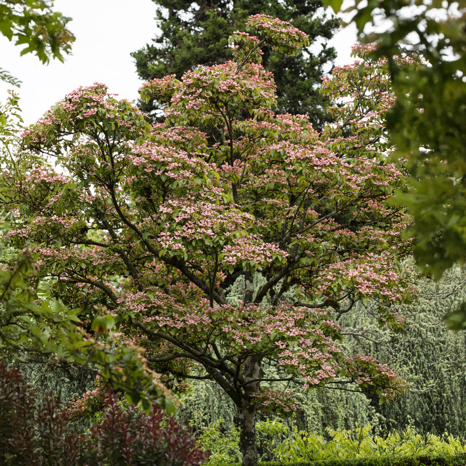 Cornouiller du Japon Satomi - Cornus kousa Satomi - Bakker