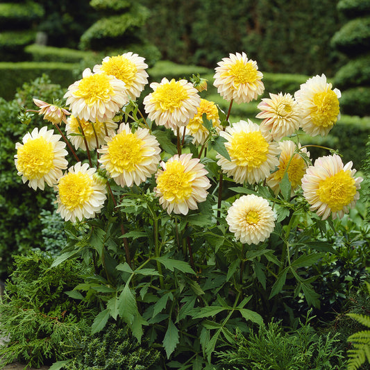 Dahlia Polka - Bakker