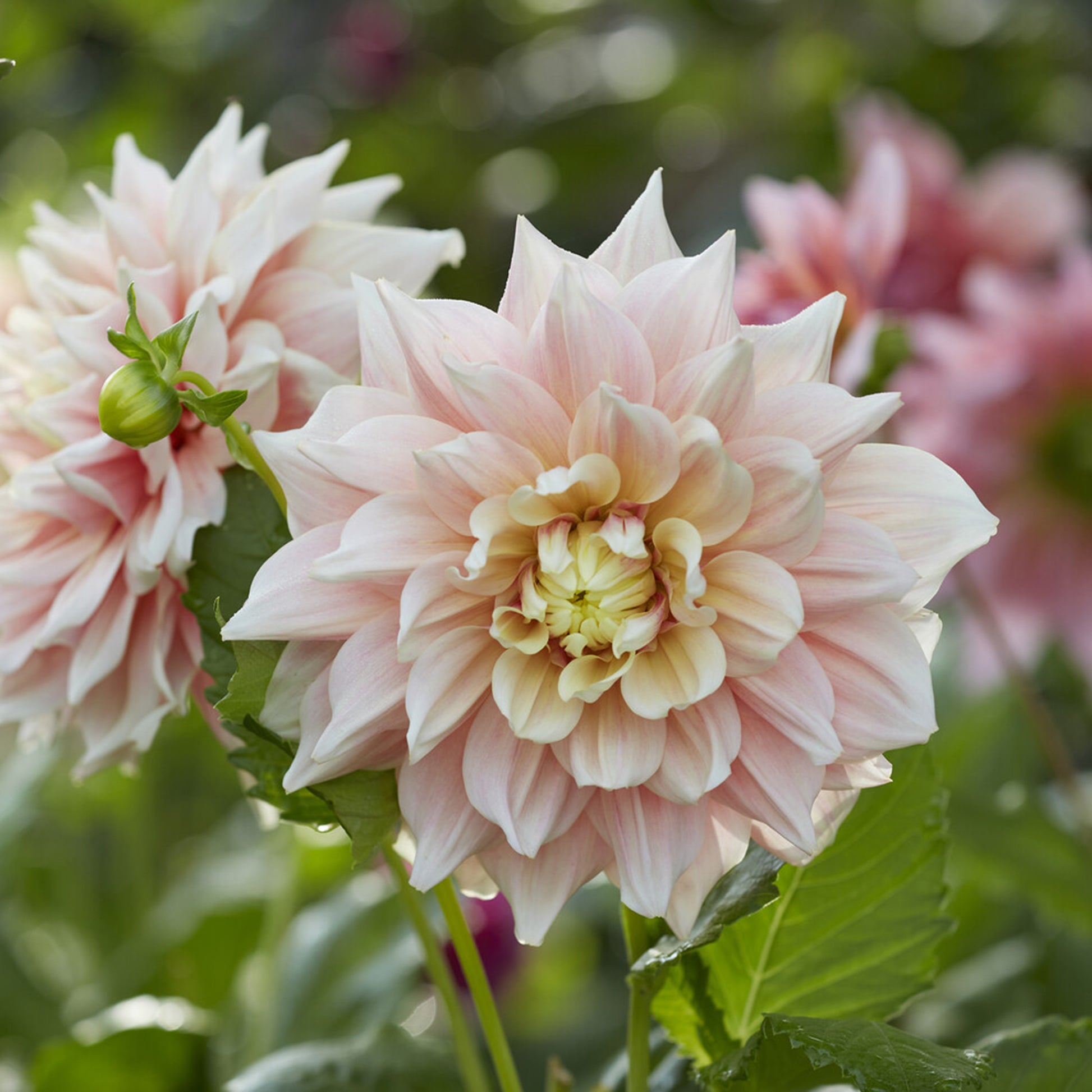 Dahlia Break Out - Dahlia à grandes fleurs Break Out - Bulbes de Dahlia