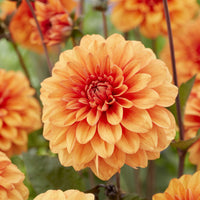 Dahlia David Howard - Bakker
