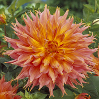 Dahlia cactus Omega - Bakker