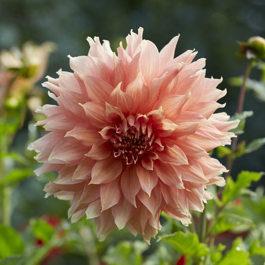 Dahlia géant Fairway Spur - Bakker