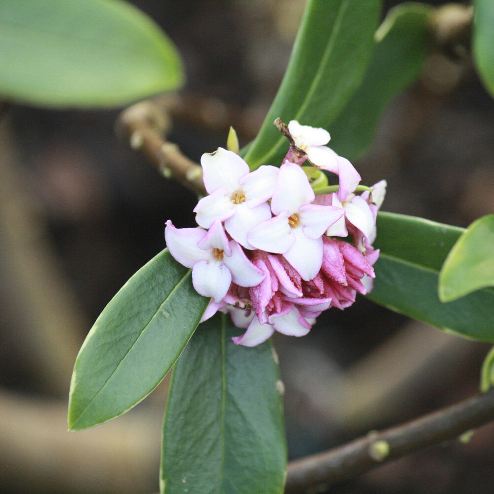 Daphne Aureomarginata - Bakker