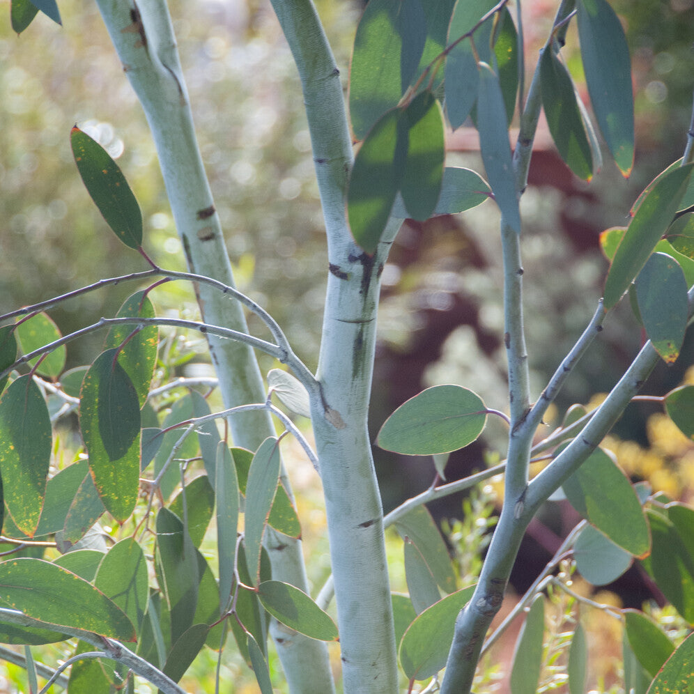 Eucalyptus gunnii Blue Ice - Eucalyptus gunnii Blue ice - Bakker