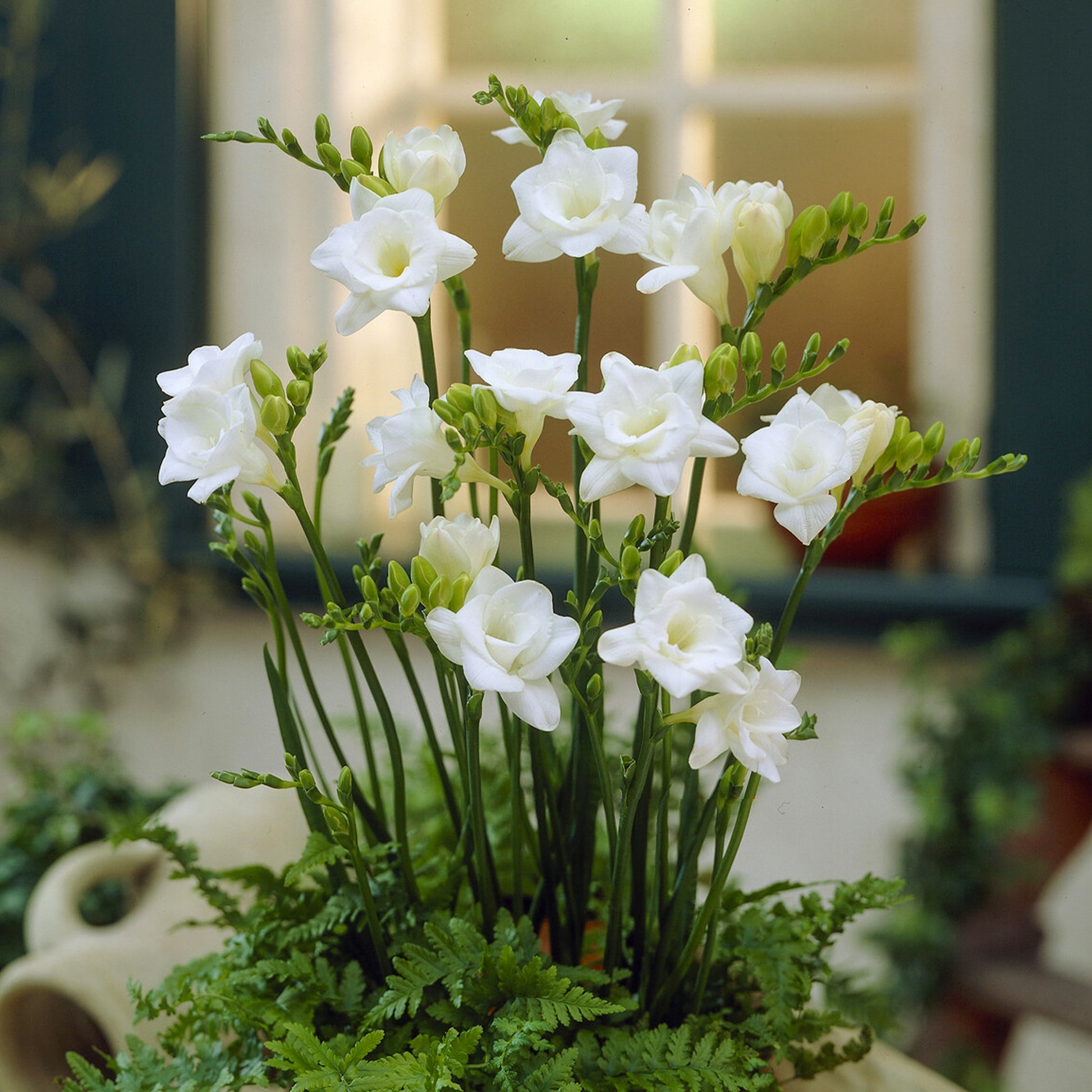 25 Freesias à fleurs doubles blanches - Freesia Double Blanc - Bakker