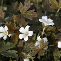 Géranium vivace Sanne - Geranium oxonianum Sanne - Bakker