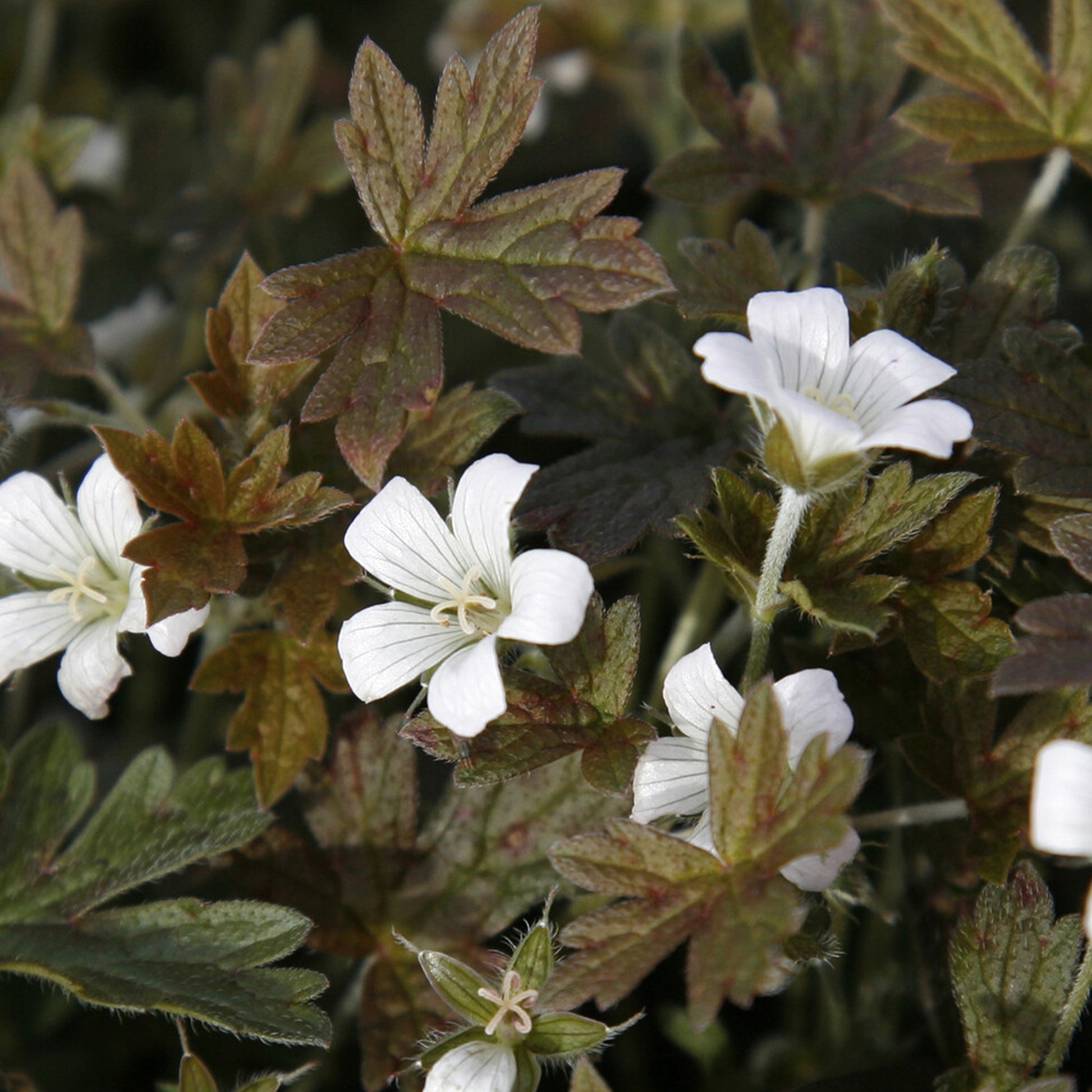 Géranium vivace Sanne - Geranium oxonianum Sanne - Bakker