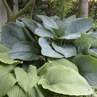 Hosta Empress Wu - Hosta Empress Wu - Bakker