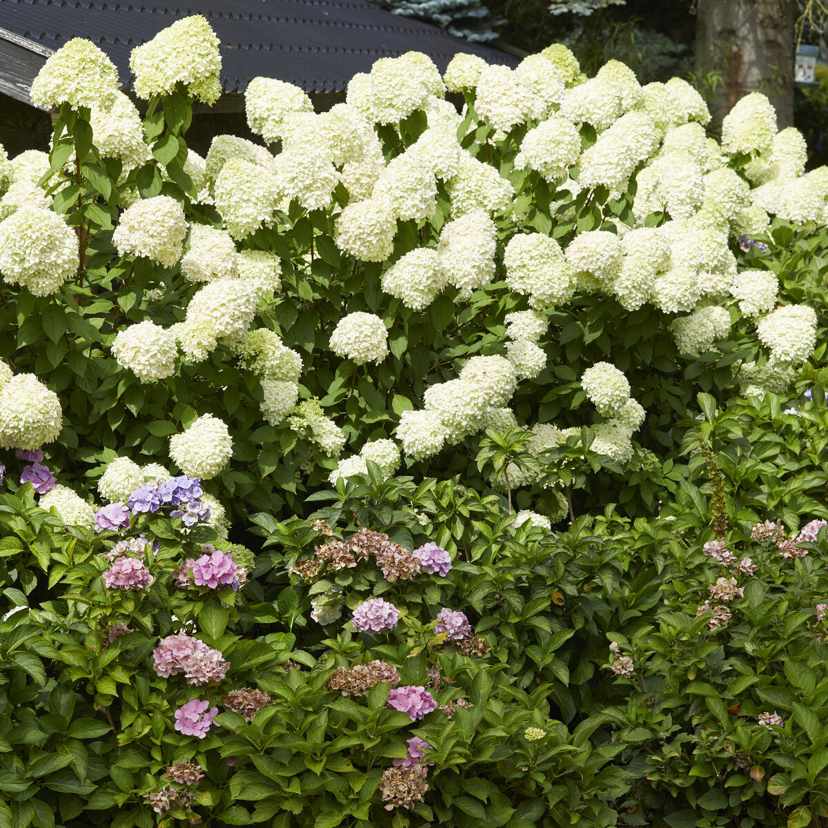 Hortensia paniculata - Hortensia paniculé Limelight® - Hydrangea paniculata Limelight ®