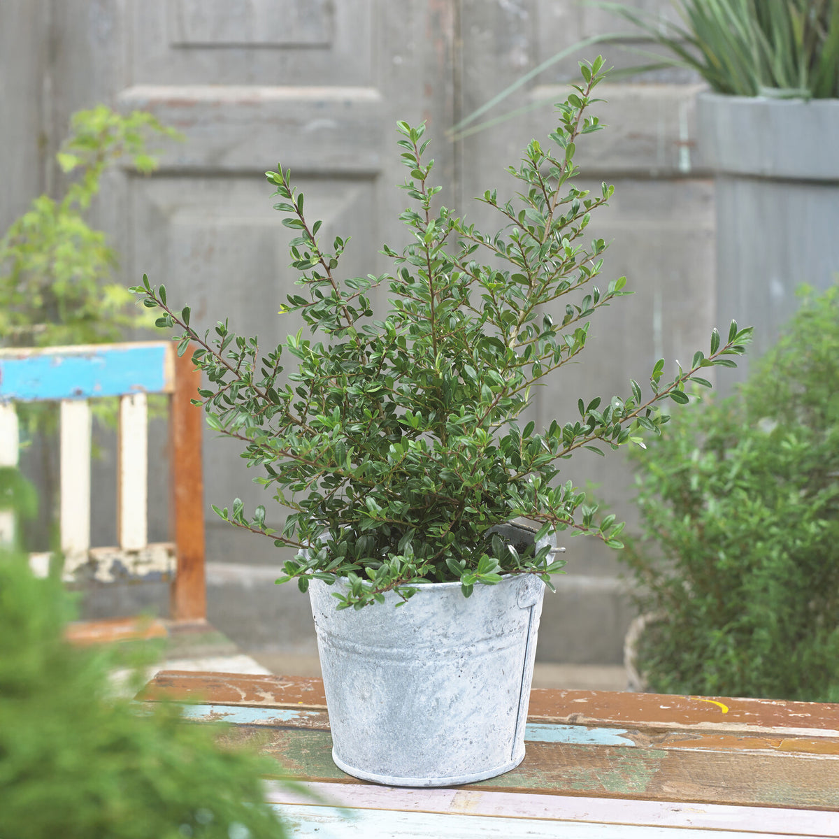 Houx crénelé nain Stokes - Ilex crenata Stokes - Bakker