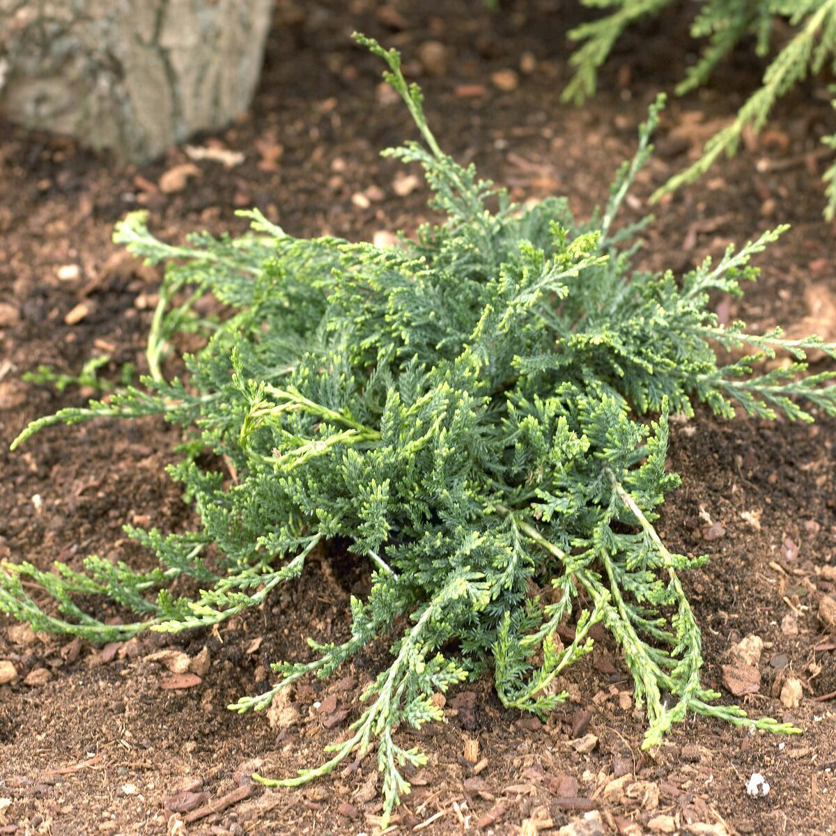 Genévrier rampant Wiltonii - Juniperus horizontalis Wiltonii - Bakker