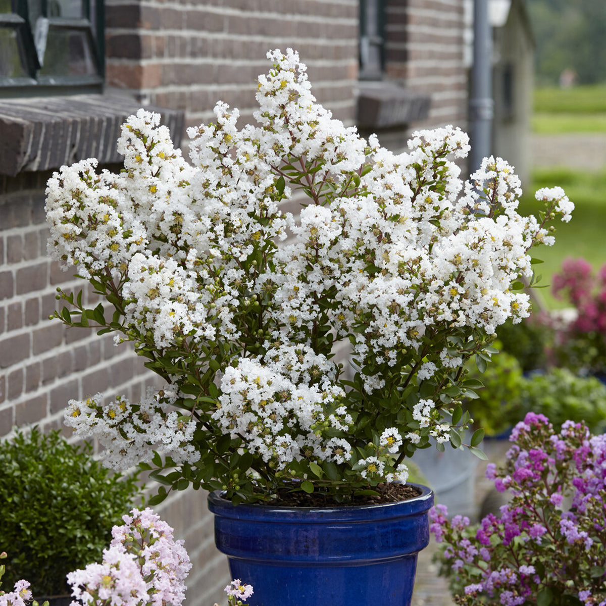 Lagerstroemia indica With Love® Virgin - Lilas des Indes With Love® Virgin - Lilas des indes