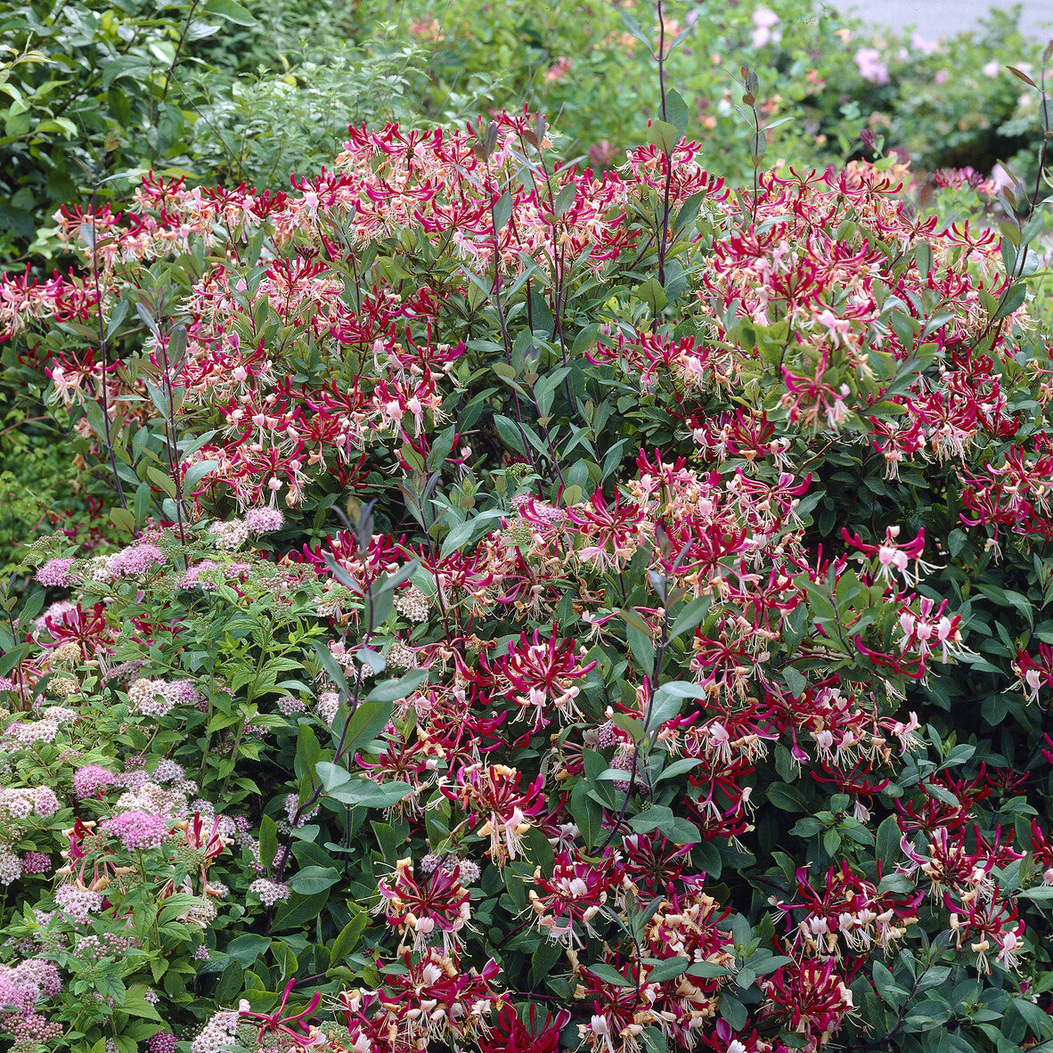 Chèvrefeuille grimpant des bois Belgica - Lonicera periclymenum Belgica - Bakker