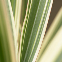 Phormium Tricolor - Lin de Nouvelle-Zélande - Phormium cookianum Tricolor - Bakker