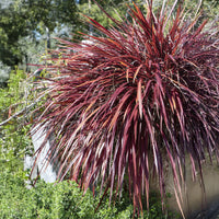 Lin de nouvelle Zélande - Phormium - Phormium Rainbow Queen - Lin de Nouvelle-Zélande - Phormium tenax Rainbow Queen