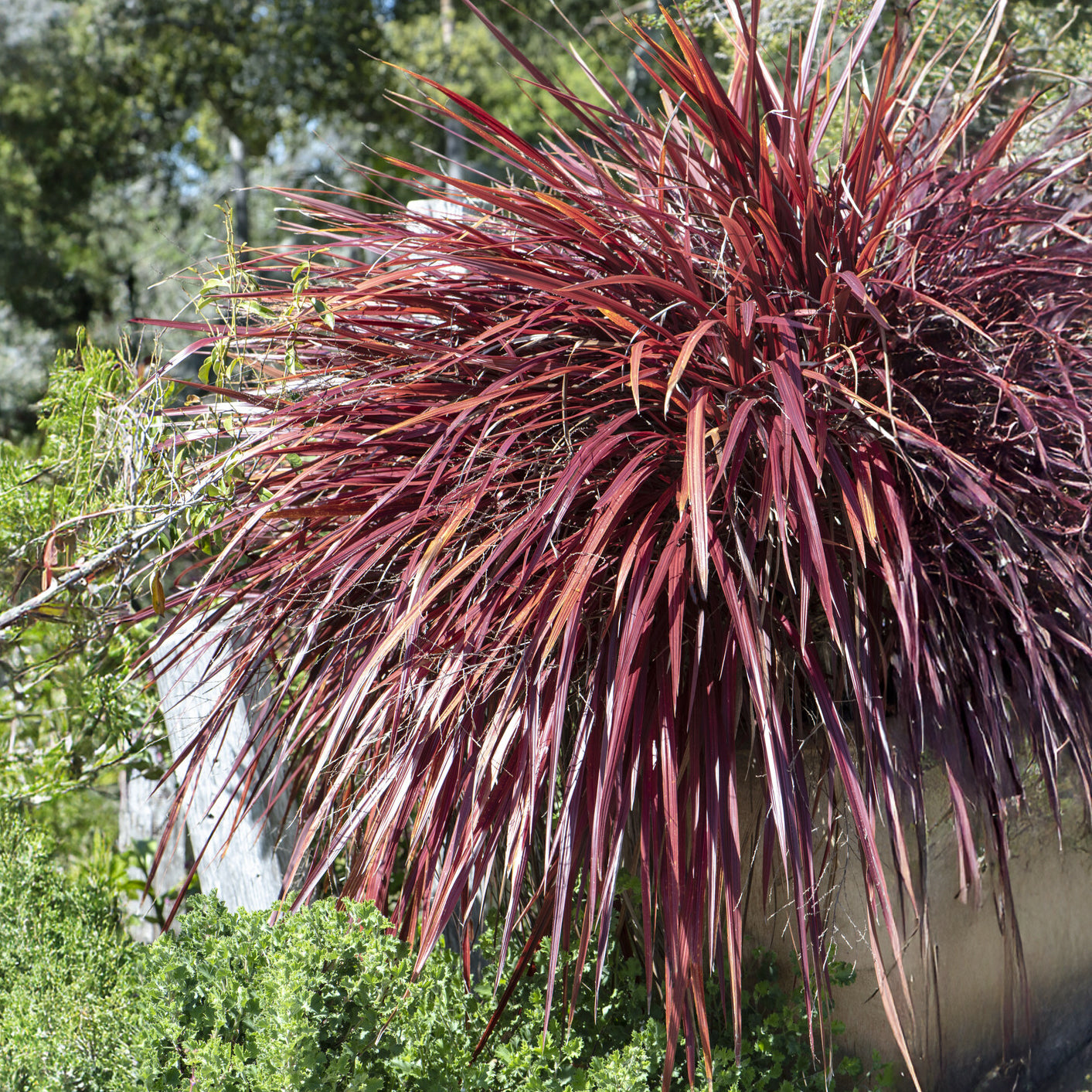 Lin de nouvelle Zélande - Phormium - Phormium Rainbow Queen - Lin de Nouvelle-Zélande - Phormium tenax Rainbow Queen