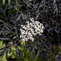 Sambucus nigra Black Lace® - Sureau noir Black Lace® - Sambucus - Sureau