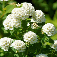 Spirée à feuilles de bouleau Tor - Spiraea betulifolia Tor - Bakker