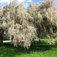 Tamaris ramosissima blanc - Tamaris ramosissima Hulsdonk White - Bakker
