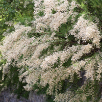 Tamaris ramosissima blanc - Bakker