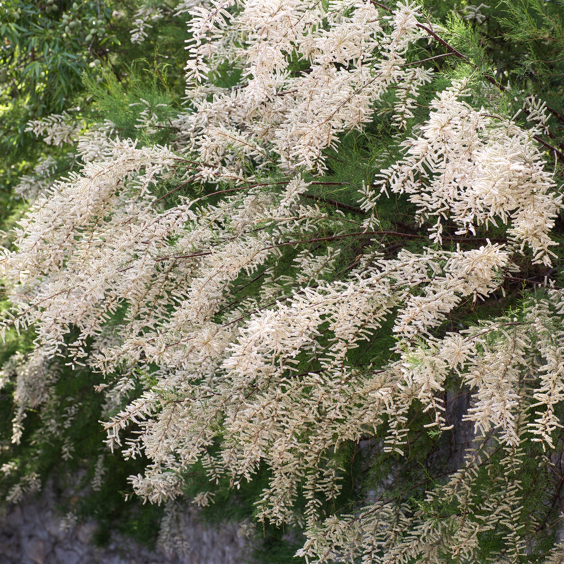 Tamaris ramosissima blanc - Bakker