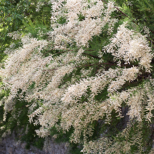 Tamaris ramosissima blanc - Bakker