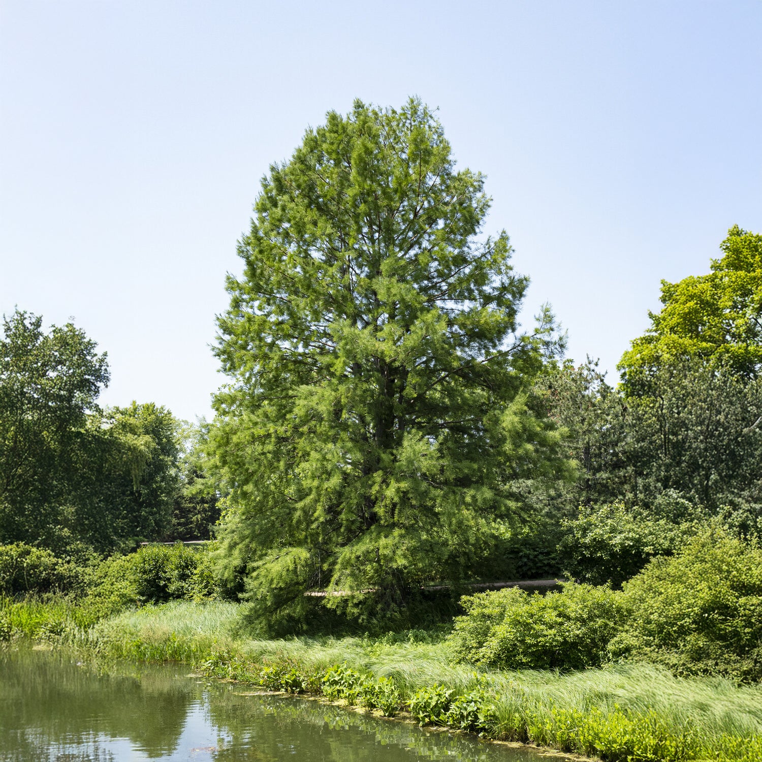 Cyprès chauve - Bakker